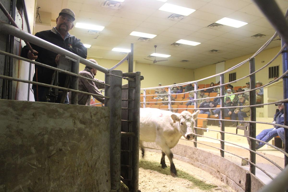 A 70 Year Tradition The Panola Livestock Auction Helps Area