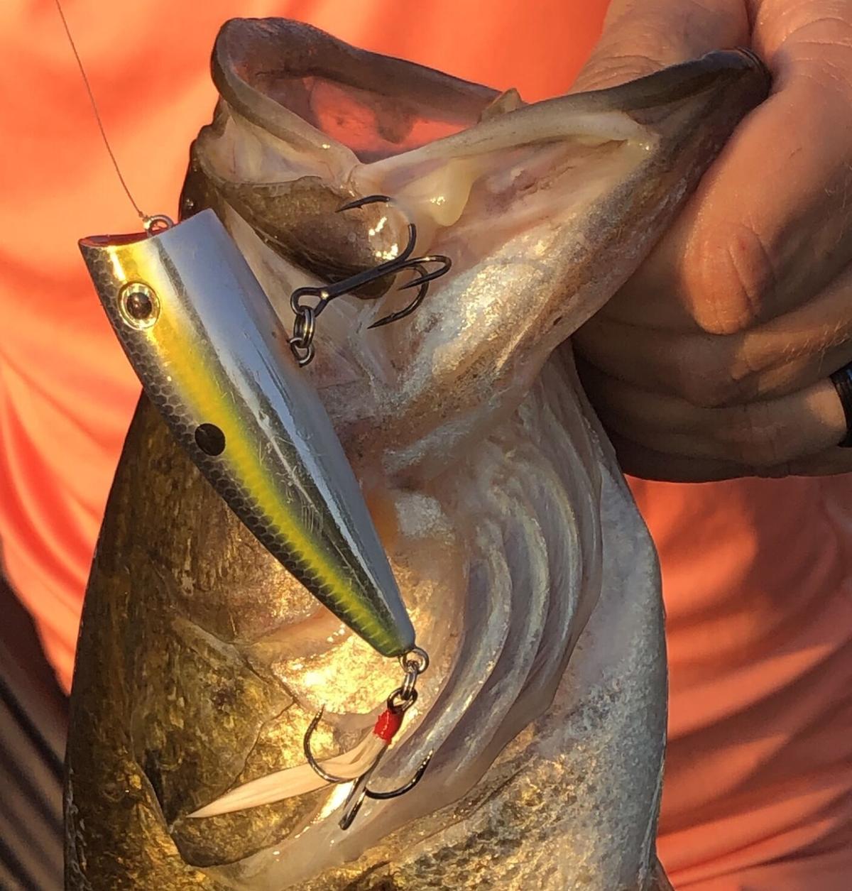 Outdoors Topwater baits successful, exciting way to bass fish Sports