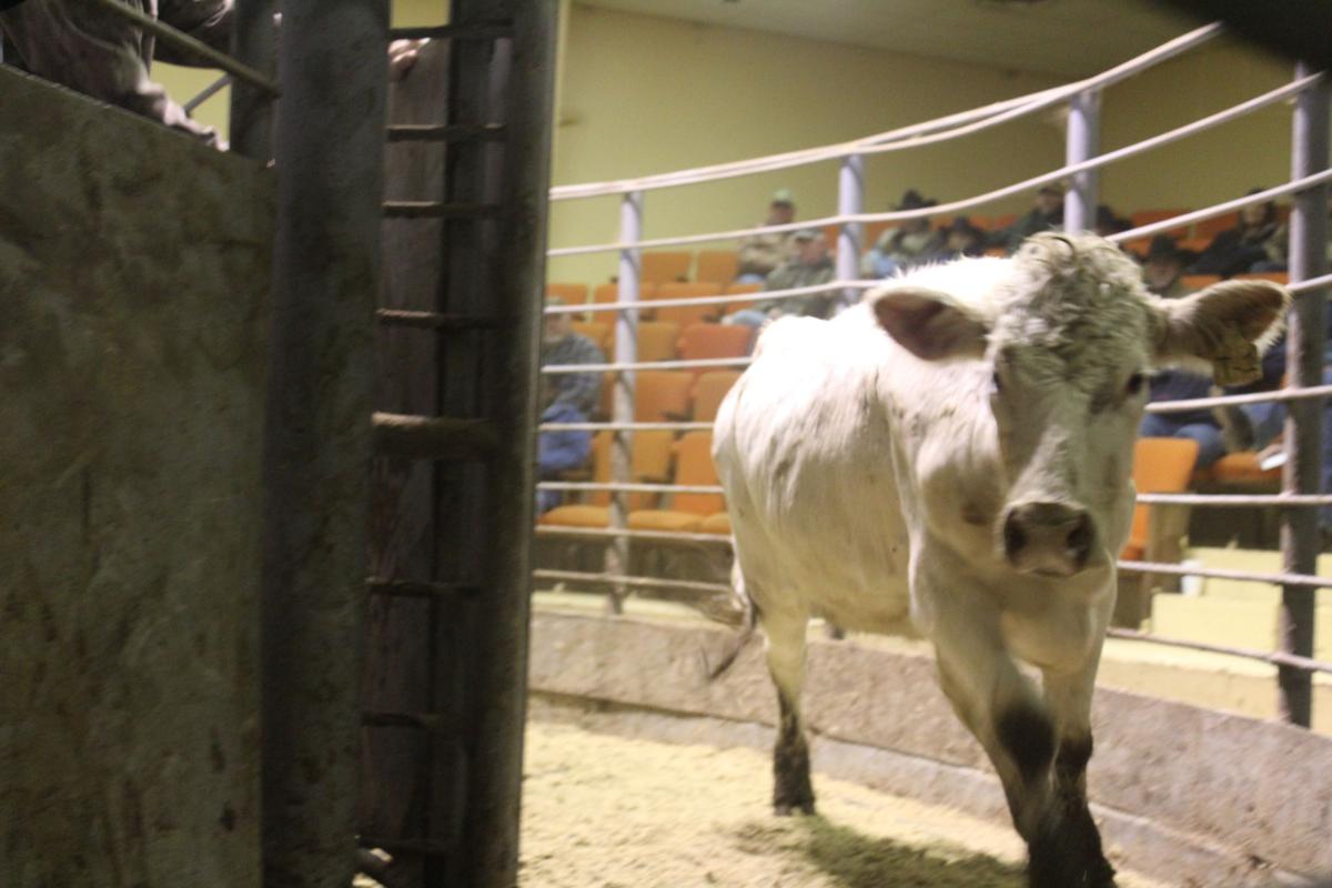 A 70 Year Tradition The Panola Livestock Auction Helps Area