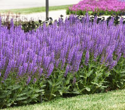 Elevate your garden’s beauty with jewel-tone plants