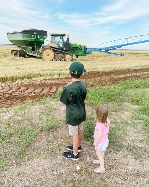 RICE HARVEST