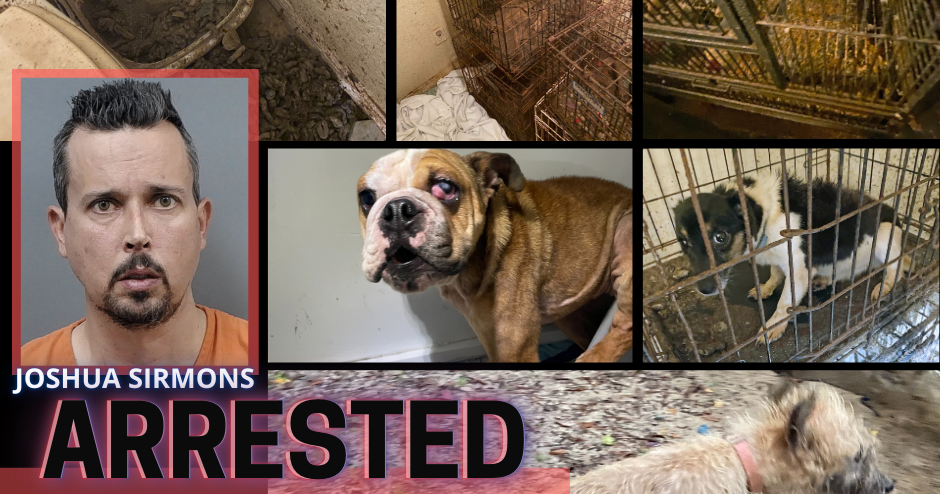 Citrus County Man Arrested on Animal Cruelty Charges After Animals ...