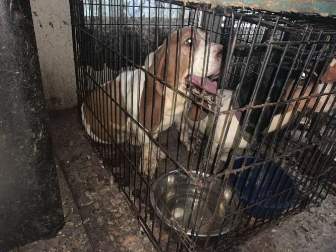 CITRUS COUNTY: TWO ARRESTED FOR AGGRAVATED ANIMAL CRUELTY AND CHILD ...