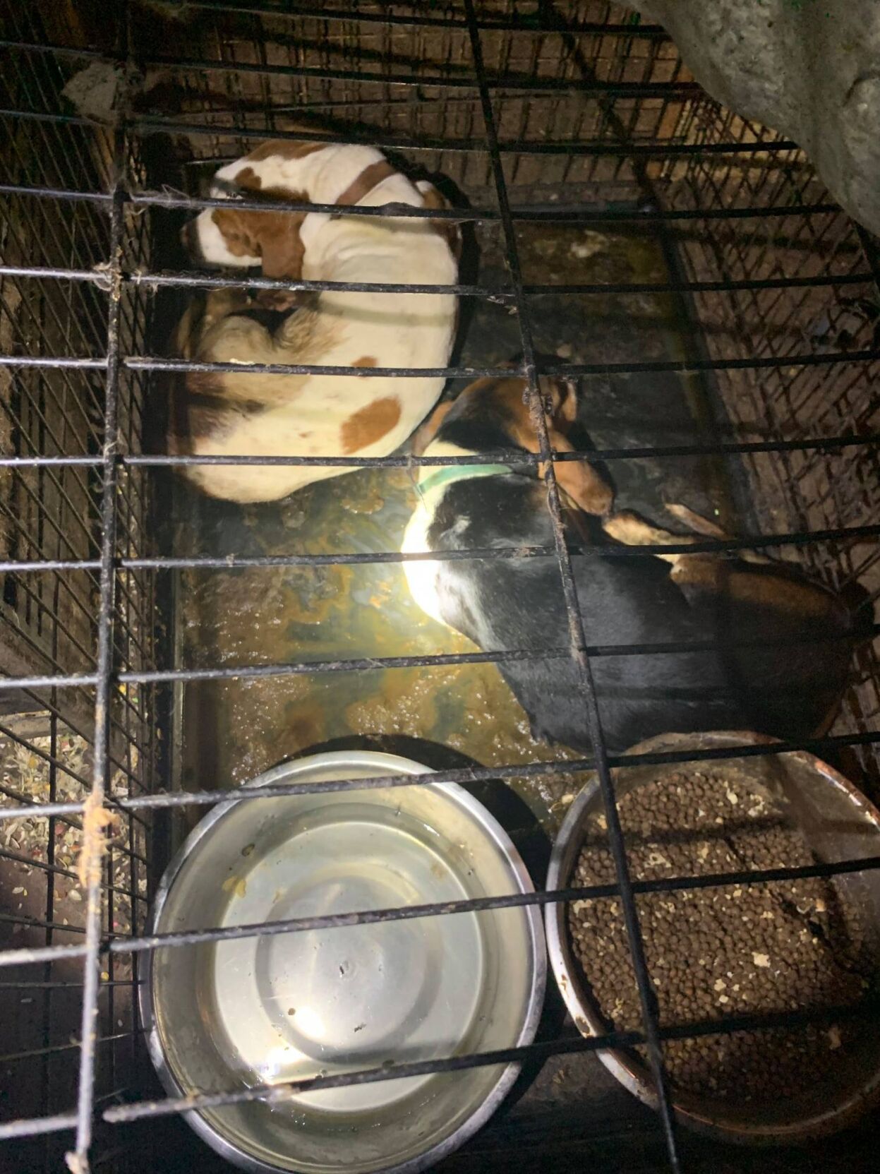 CITRUS COUNTY: TWO ARRESTED FOR AGGRAVATED ANIMAL CRUELTY AND CHILD ...