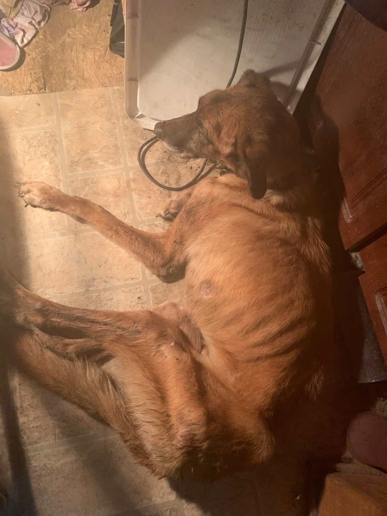 CITRUS COUNTY: TWO ARRESTED FOR AGGRAVATED ANIMAL CRUELTY AND CHILD ...