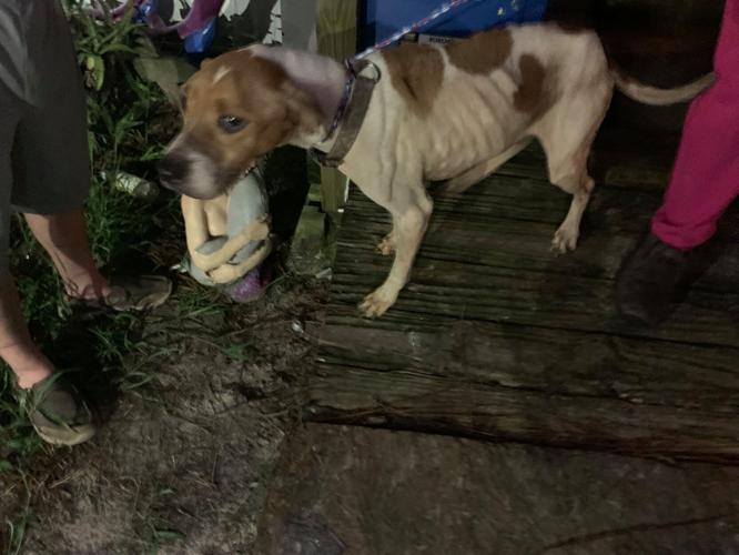 CITRUS COUNTY: TWO ARRESTED FOR AGGRAVATED ANIMAL CRUELTY AND CHILD ...