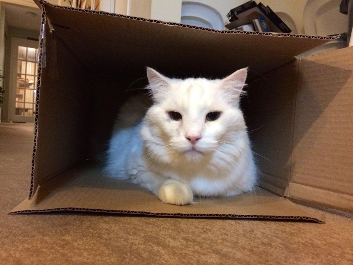 I Got Cat Class And I Got Class Style News Pentictonherald Ca