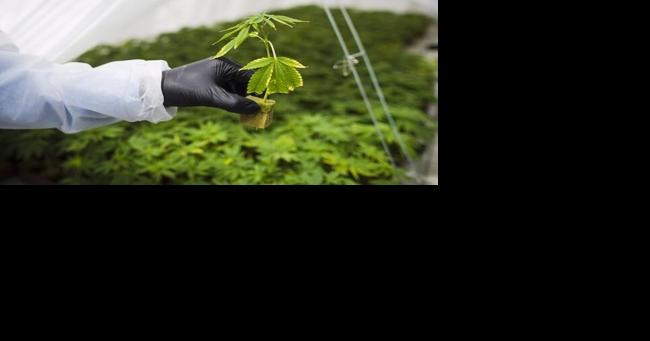Cannabis producer sues claiming he's owed $35K | News - Vimarsana News