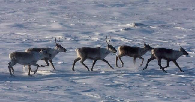 B.C. establishes largest provincial park in a decade to protect threatened caribou - Vimarsana News