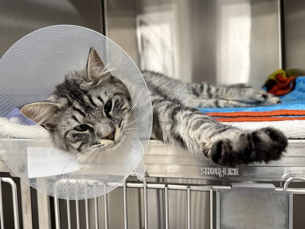 Cat was possibly thrown from moving vehicle | News | pentictonherald.ca