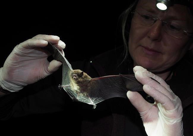 "Just like eating yogurt" - scientists hope to end epidemic in bats