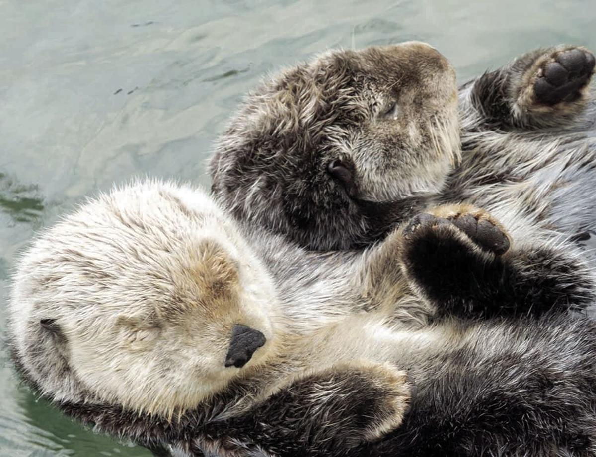 Adopt-an-Animal - Alaska Sealife Center