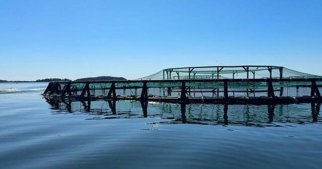 From hatchery to harvest: Inside New Brunswick’s salmon industry