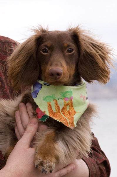 Weiner Dogs Unite News Pentictonherald Ca