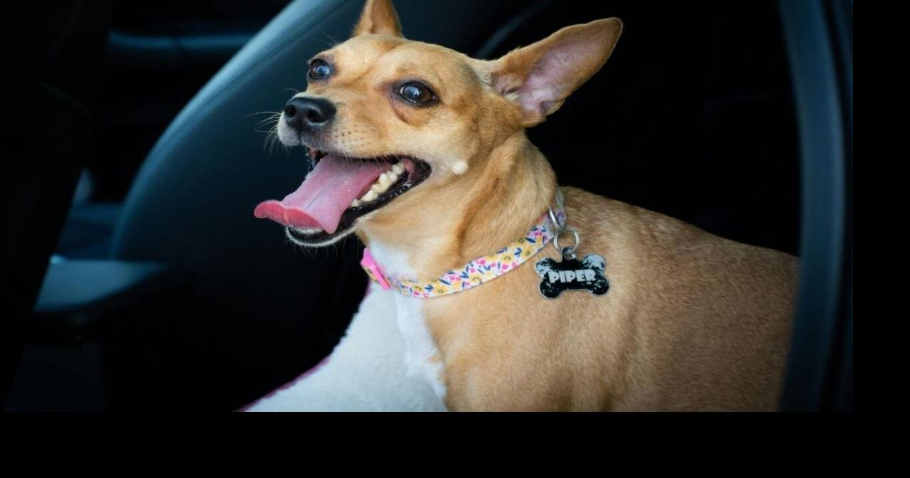 BC SPCA warns pet owners about dangers of leaving animals in hot vehicles