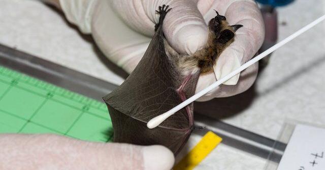 B.C. bats 'do not know the border' — and Trump funding cuts may put them in peril