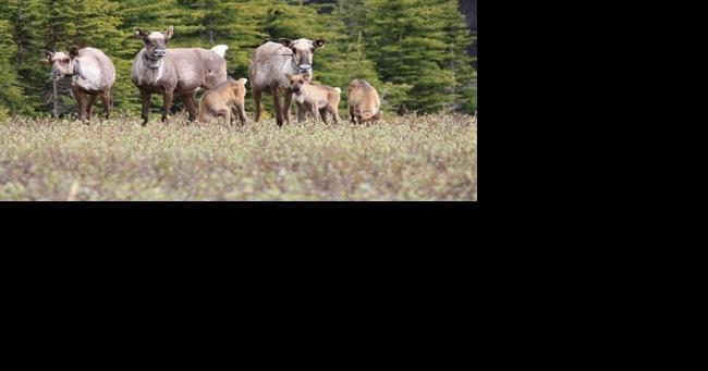 Delayed Alberta report shows little caribou progress despite federal deal - Vimarsana News