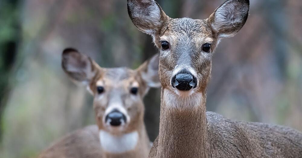 Northbound expansion of deer bad for caribou - Vimarsana News