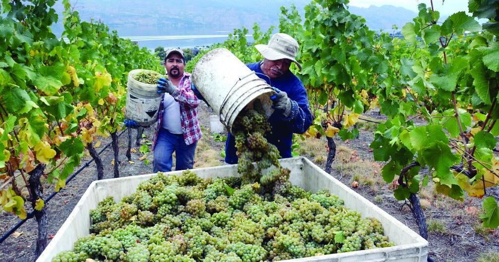 A generational labour gap spans B.C. farms: report