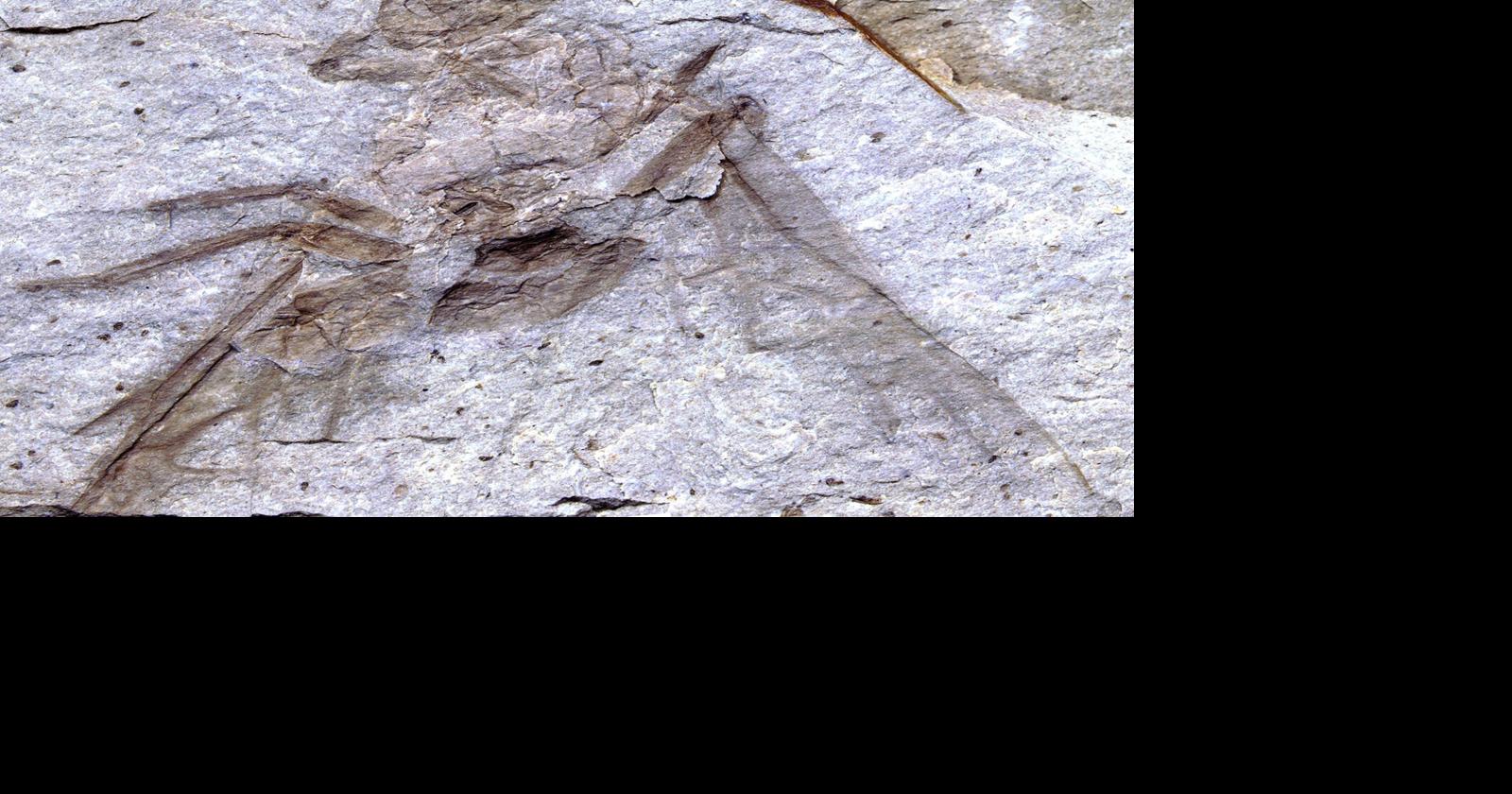 Tak!  Gigantyczna skamielina mrówki znaleziona w pobliżu Princeton |  Aktualności