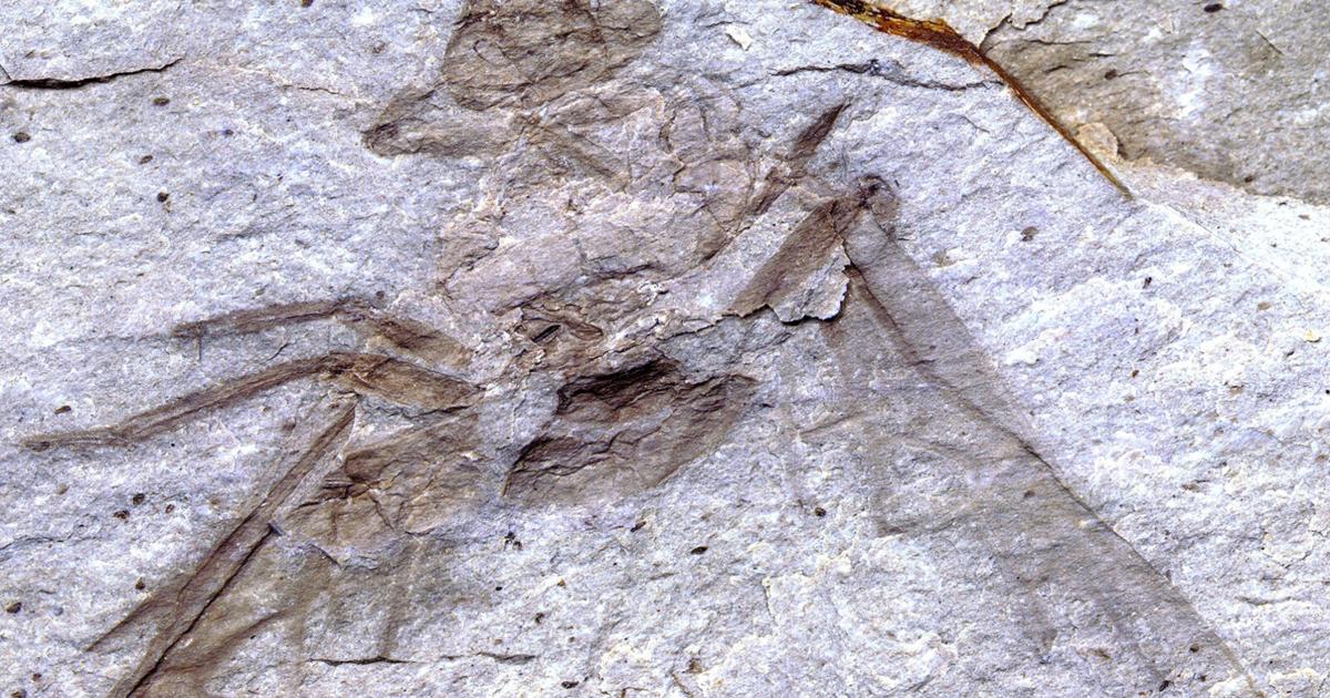 Tak!  Gigantyczna skamielina mrówki znaleziona w pobliżu Princeton |  Aktualności