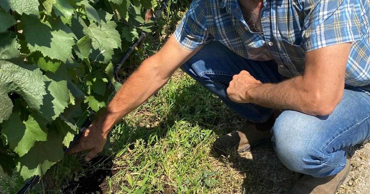 Grape Reduction 99% reduction in grape production | News | pentictonherald.ca