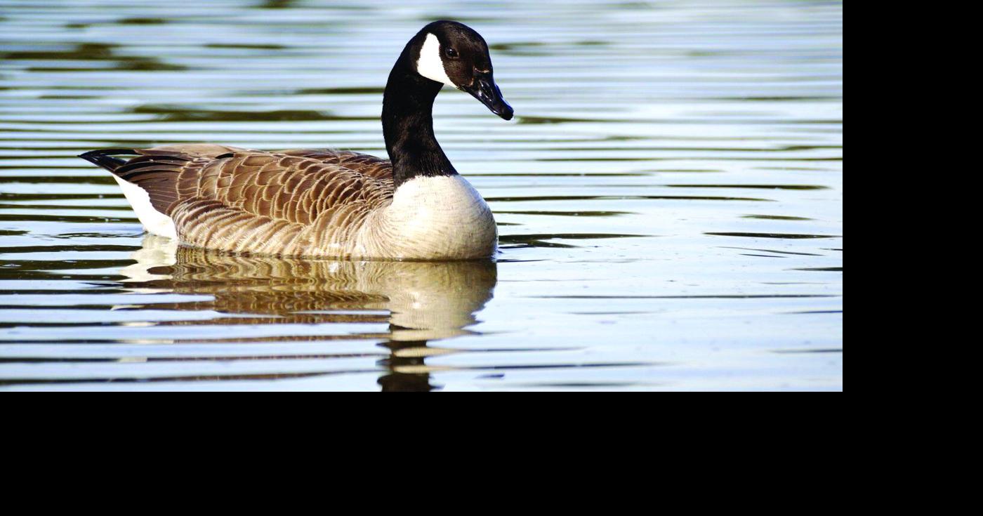 Okanagan communities versus Canadian geese