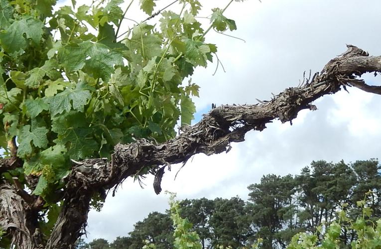 NEW VIDEO: How to prune out grapevine trunk diseases