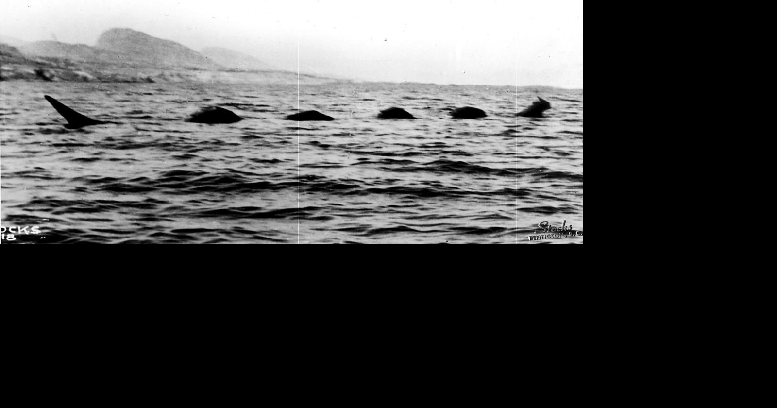 Ogopogo still swims in our memories | News | pentictonherald.ca