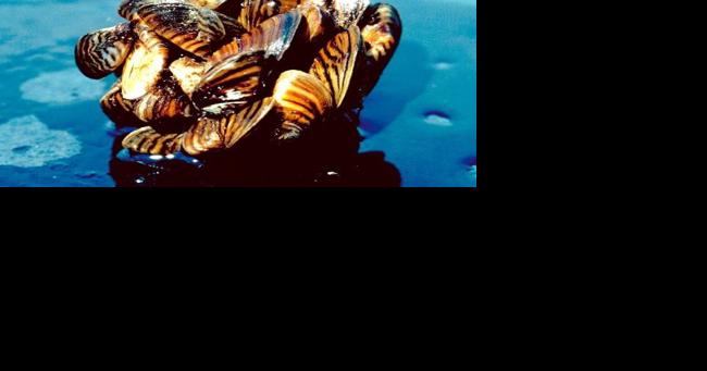 Conservative MPs call for mussel inspection throughout the West - Vimarsana News