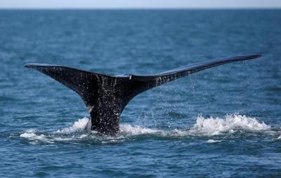 Canada-U.S. dispute emerges over right whale killed by entanglement with fishing gear