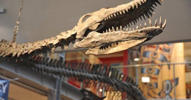 BC Fossil Discovery: How One Man’s Find Transformed Paleontology in the Province - News Directory 3