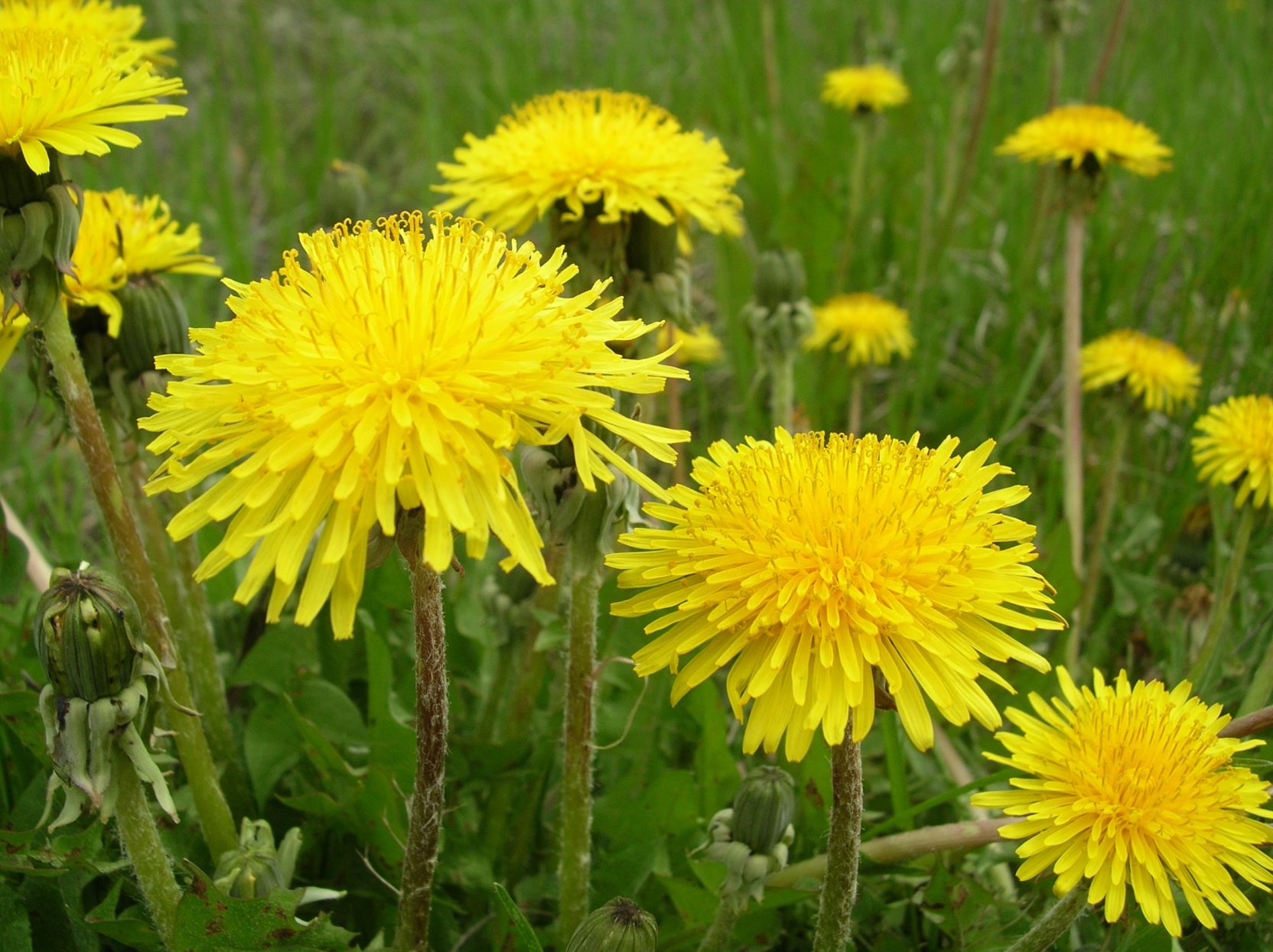 DANDY LIONS Life pentictonherald.ca