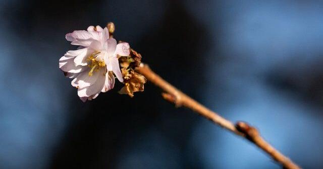 B . C . balmy January brings out blossoms , but a cold snap could put plants in peril