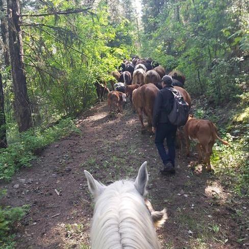 B.C. ranchers struggle as drought sends hay prices soaring - Vimarsana News