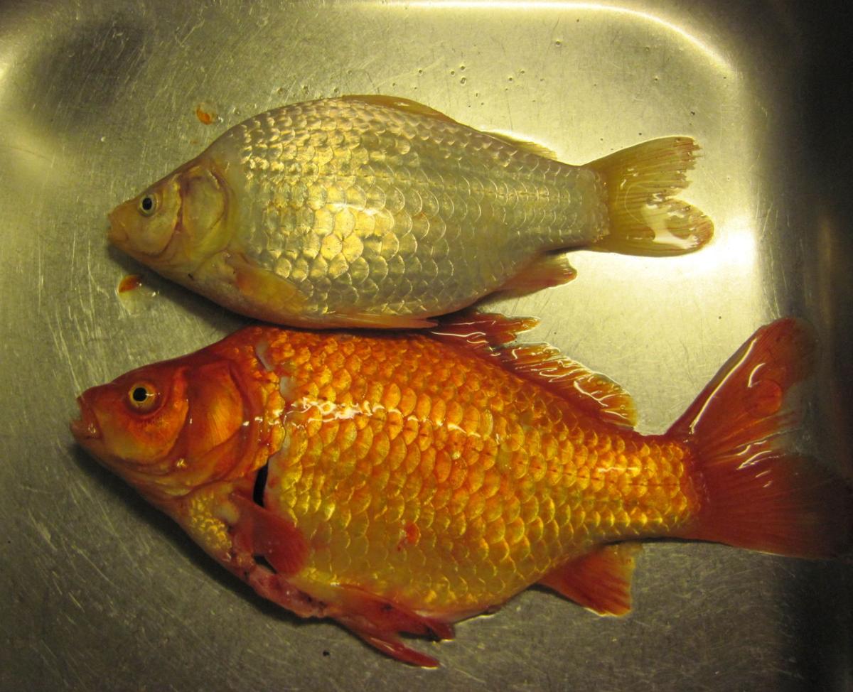 Invasive Gold Fish Threatening Yellow Lake News Pentictonherald Ca