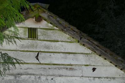 Volunteers Sought For Annual Bat Count News Pentictonherald Ca Bats