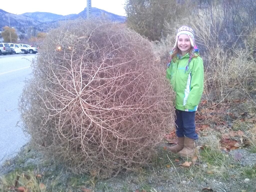 Monster tumbleweed: Invasive new species is here to stay