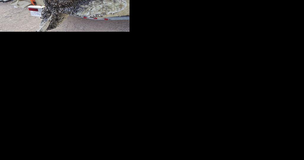 Efforts to prevent spread of mussels likely doomed - Vimarsana News