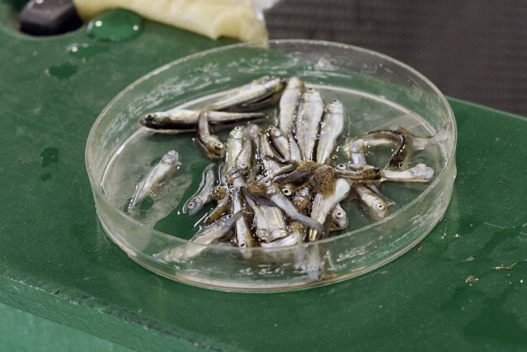 A visit to the Penticton Indian Band's fish hatchery | | pentictonherald.ca