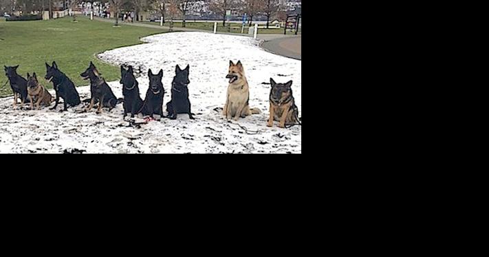 Long-time friends share each other's company and love of German Shepherds - Vimarsana News