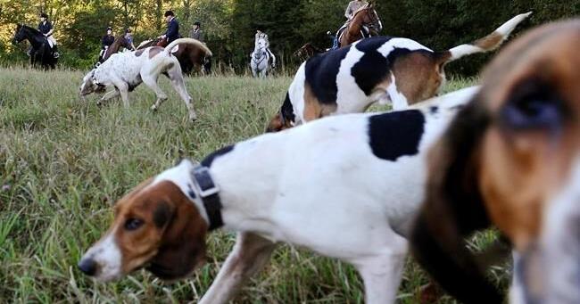 Animal rights groups seek review of Ontario's new hunting dog law - Vimarsana News