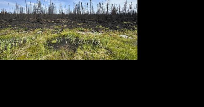 Quebec man who blamed wildfires on government pleads guilty to setting 14 fires - Vimarsana News