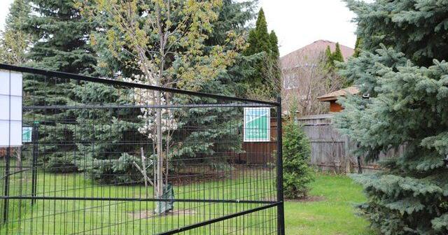 Markham residents are pushing back against a Franklin Carmichael Park sport court. Here's why Scarlett Liu, Local Journalism Initiative Reporter Markham Economist & Sun Jun 1, 2026 38 mins ago