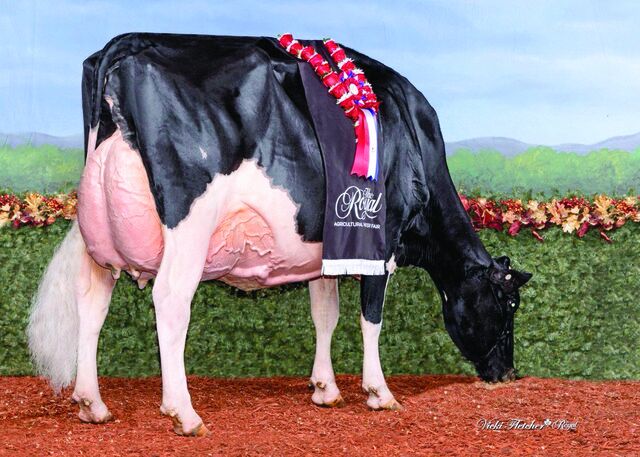Jeffrey-Way Hard Rock Twigs Holstein Canada's grand champ | Spare