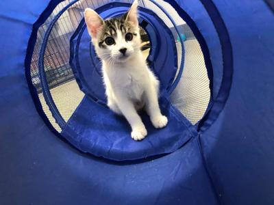 Rescue Society To Hold Adoption Event This Sunday News Pentictonherald Ca