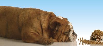 New Study Reveals Pet Obesity on the Rise