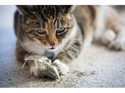 Catnip And Grass Gardens Archives Petbusiness Com
