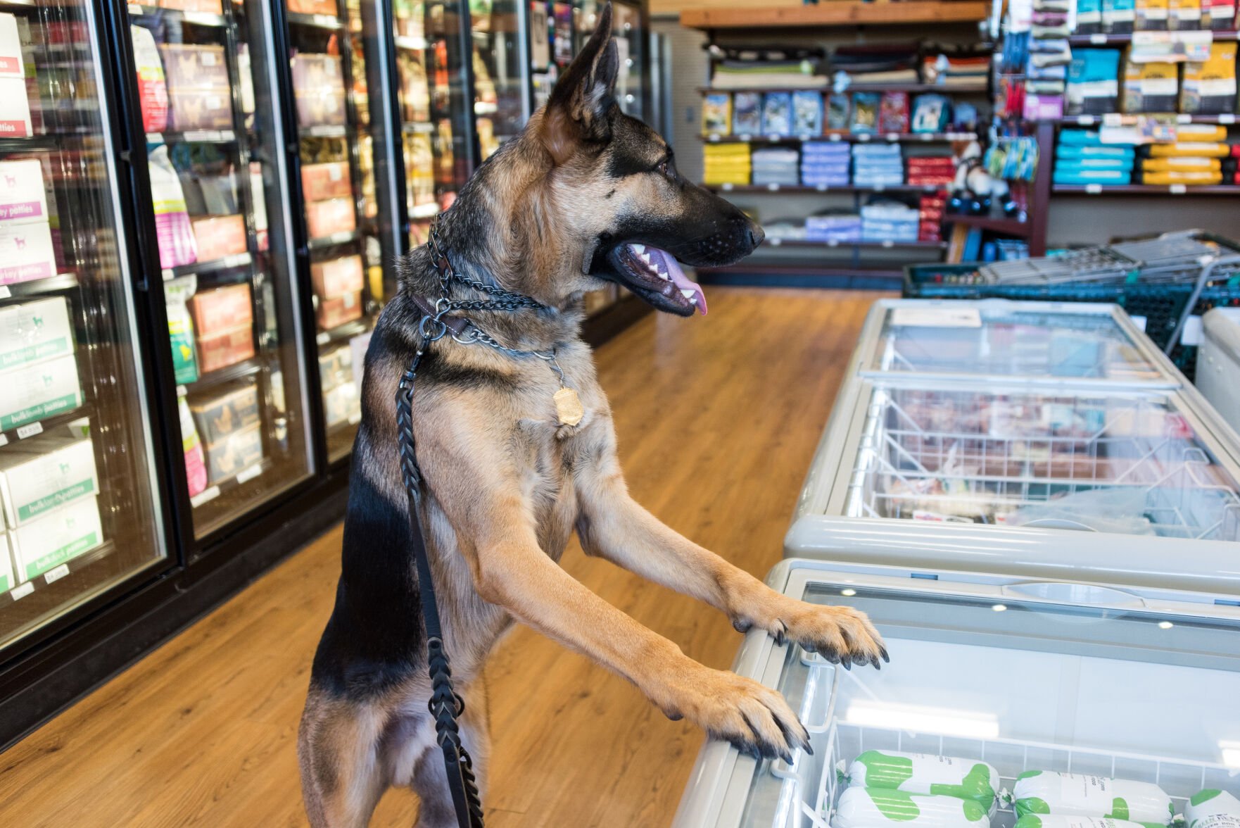 Five Design Tips for Keeping Pet Stores Safe Management