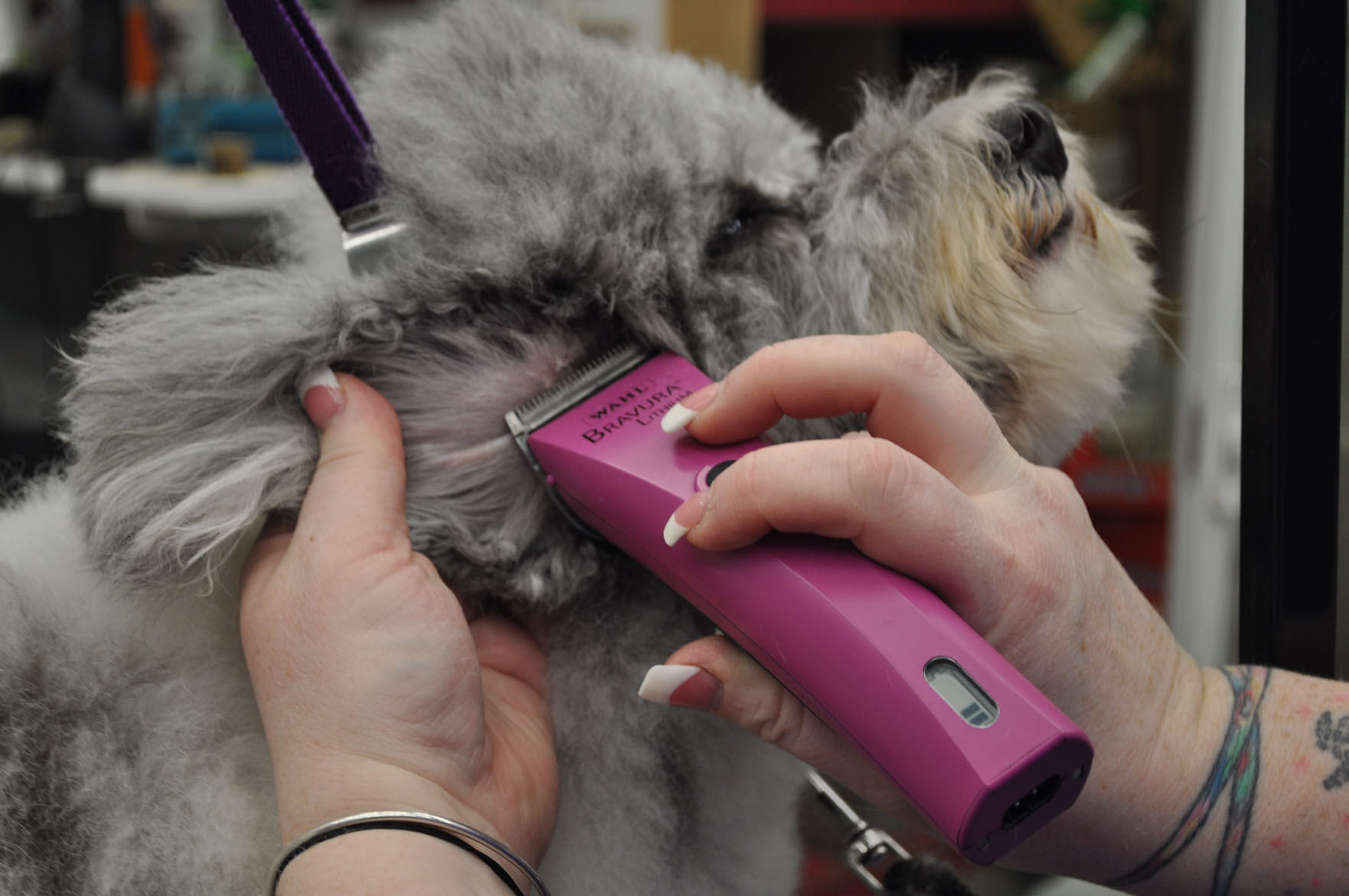 Cut dog's 2025 ear with clippers